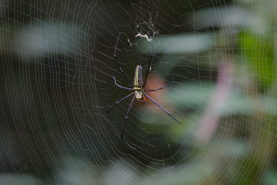 Nephila pilipes 1655.jpg
