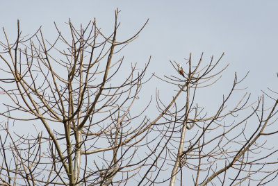 Collared Falconet 1689.jpg