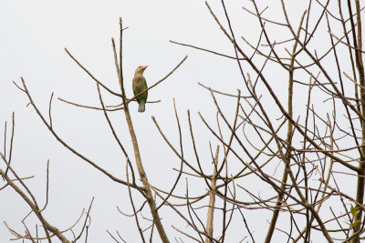 Lineated Barbet  1704.jpg