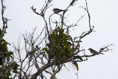 Ashy Minivet 1818.jpg