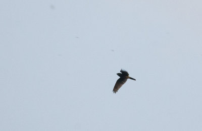 Grey Nightjar 2031.jpg