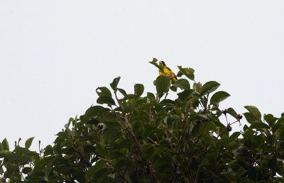 Vietnamese Greenfinch  2114.jpg