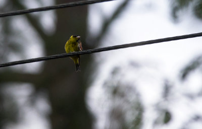 Vietnamese Greenfinch  2164.jpg