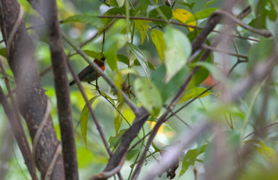 Black-throated Sunbird  2272.jpg