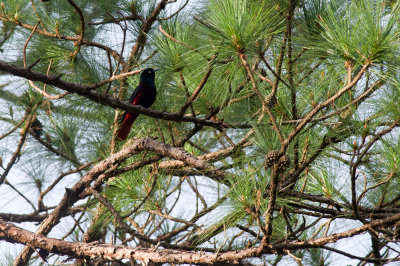 Maroon Oriole  2330.jpg