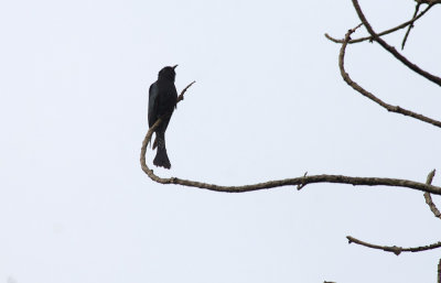 Square-tailed Drongo Cuckoo  2402.jpg