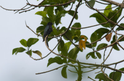 Square-tailed Drongo Cuckoo  2408.jpg