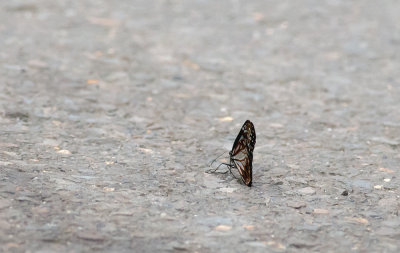 butterfly  2476.jpg