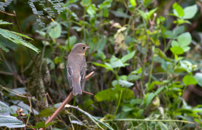 Mugimaki Flycatcher 2550.jpg