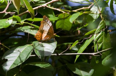 butterfly  2646.jpg