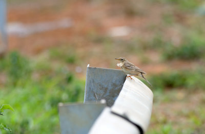 Paddyfield Pipit  2729.jpg