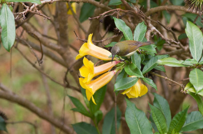 Black-throated Sunbird  2747.jpg