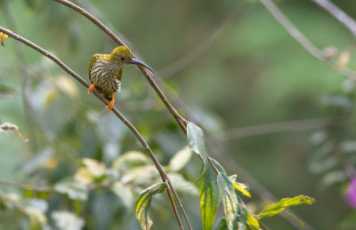 Streaked Spiderhunter 2771.jpg