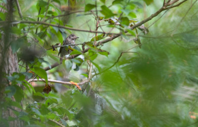 White-throated Rock Thrush  2817.jpg