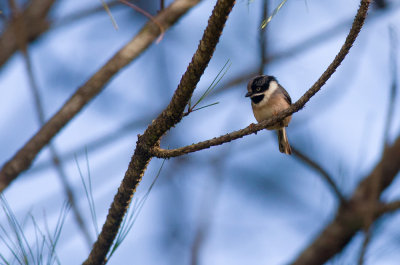 Black-throated Tit 2964.jpg