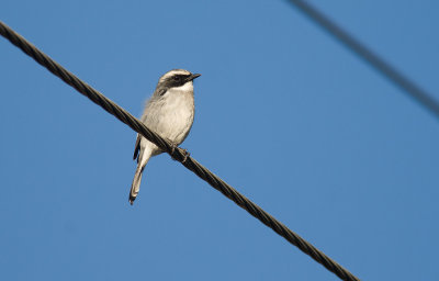 Grey Bushchat  3211.jpg