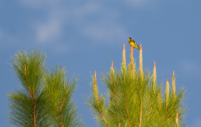 Vietnamese Greenfinch  3225.jpg