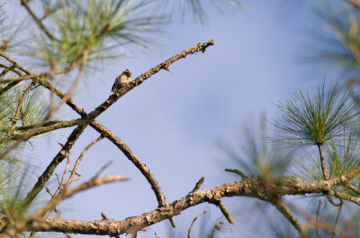 Grey-capped Pygmy Woodpecker  3247.jpg