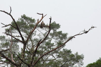 Mountain Hawk Eagle 3443.jpg