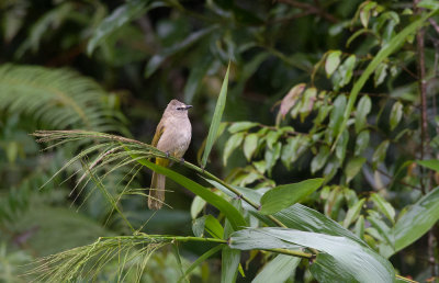 Flavescent Bulbul  3486.jpg