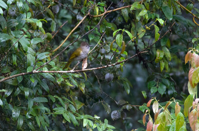 Mountain Bulbul  3549.jpg