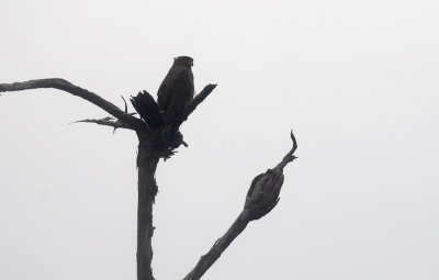 Crested Serpent Eagle  3691.jpg