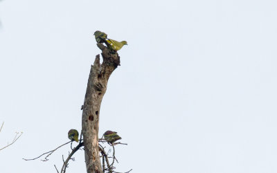 Pin-tailed Green Pigeon  3728.jpg