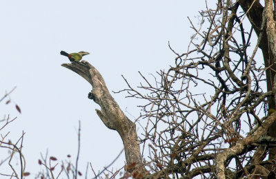 Red-vented Barbet  3766.jpg