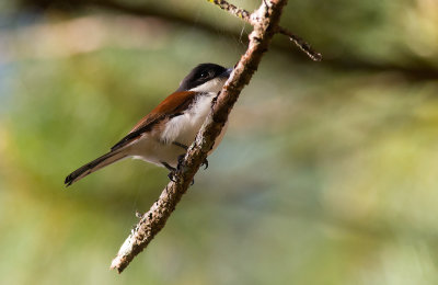 Burmese Shrike  3885.jpg