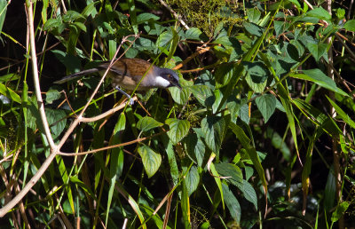 White-cheeked Laughingthrush  3899.jpg