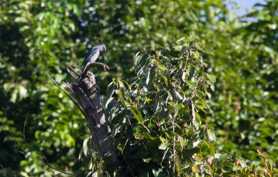 Ashy Drongo  3912.jpg