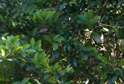 Grey-crowned Crocia  3931.jpg