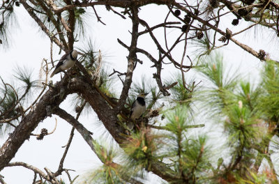 Black-collared Starling  4002.jpg