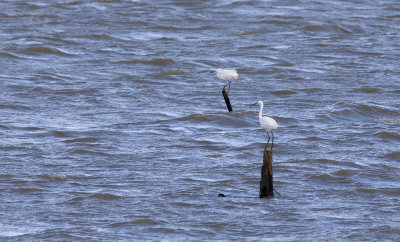 Little Egret  4057.jpg