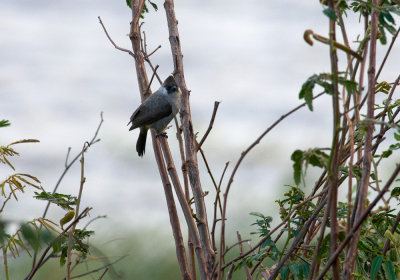 Sooty-headed Bulbul 4080.jpg