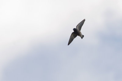 Ashy Woodswallow  4088.jpg