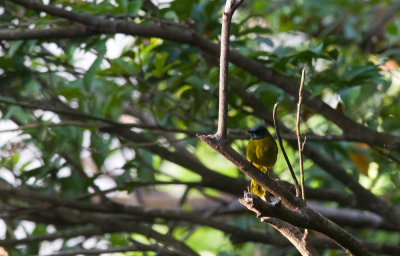 Black-headed Bulbul  4154.jpg