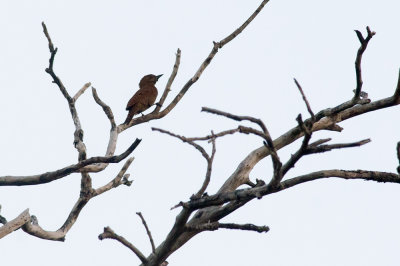 Rufous Woodpecker  4330.jpg