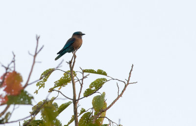 Indian Roller  4368.jpg