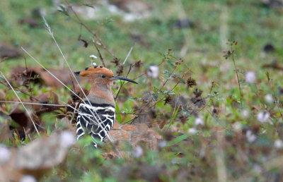 Common Hoopoe  4391.jpg