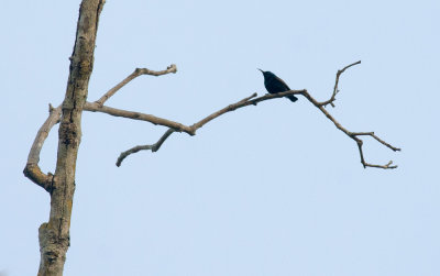 Purple Sunbird 4407.jpg