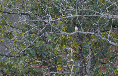 White-rumped Falcon  4485.jpg