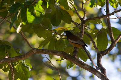 Rufous Treepie  4491.jpg