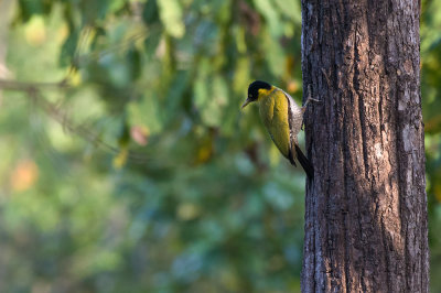 Black-headed Woodpecker  4510.jpg