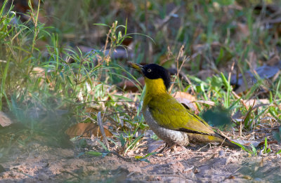 Black-headed Woodpecker  4538.jpg