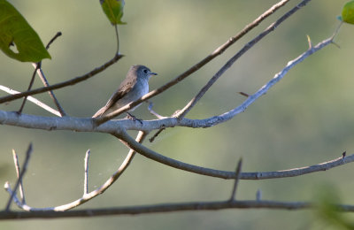 Asian Brown Flycatcher  4599.jpg