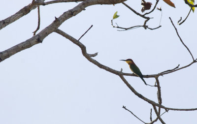 Chestnut-headed Bee-eater  4667.jpg