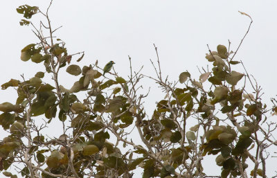 Coppersmith Barbet  4781.jpg