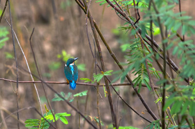 Common Kingfisher  4850.jpg