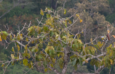 Yellow-footed Green Pigeon  4870.jpg